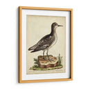 Menagerie De Pájaro Antiguo V - George Edwards | Cuadro decorativo de Canvas Lab