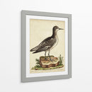 Menagerie De Pájaro Antiguo V - George Edwards | Cuadro decorativo de Canvas Lab