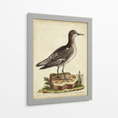 Menagerie De Pájaro Antiguo V - George Edwards | Cuadro decorativo de Canvas Lab