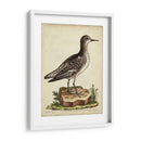 Menagerie De Pájaro Antiguo V - George Edwards | Cuadro decorativo de Canvas Lab