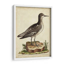 Menagerie De Pájaro Antiguo V - George Edwards | Cuadro decorativo de Canvas Lab