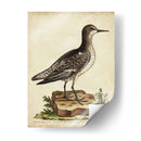 Menagerie De Pájaro Antiguo V - George Edwards | Cuadro decorativo de Canvas Lab