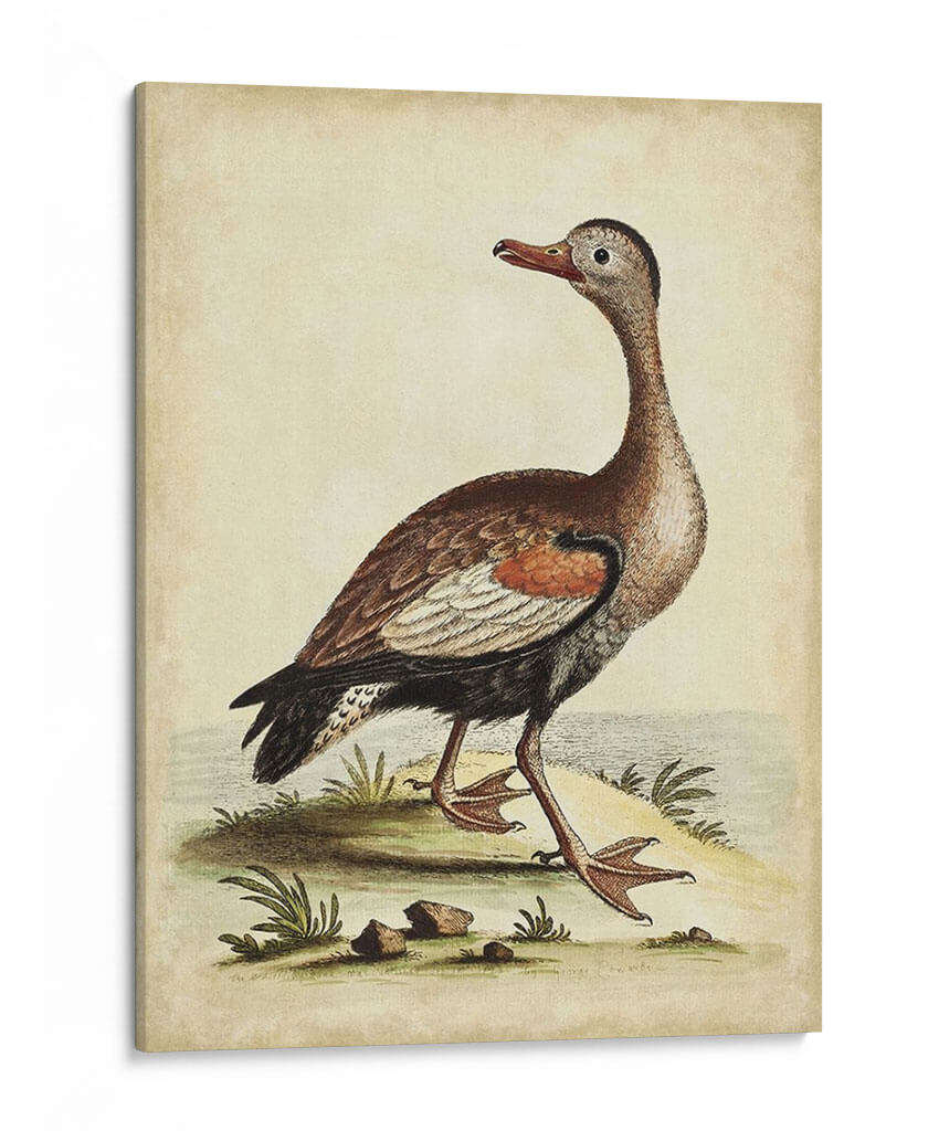 Menagerie De Pájaro Antiguo Vi - George Edwards | Cuadro decorativo de Canvas Lab