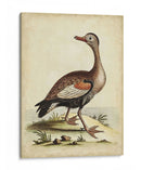 Menagerie De Pájaro Antiguo Vi - George Edwards | Cuadro decorativo de Canvas Lab