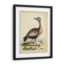 Menagerie De Pájaro Antiguo Vi - George Edwards | Cuadro decorativo de Canvas Lab