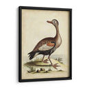 Menagerie De Pájaro Antiguo Vi - George Edwards | Cuadro decorativo de Canvas Lab