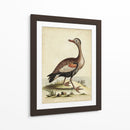 Menagerie De Pájaro Antiguo Vi - George Edwards | Cuadro decorativo de Canvas Lab