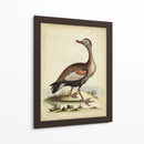Menagerie De Pájaro Antiguo Vi - George Edwards | Cuadro decorativo de Canvas Lab