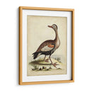 Menagerie De Pájaro Antiguo Vi - George Edwards | Cuadro decorativo de Canvas Lab