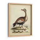 Menagerie De Pájaro Antiguo Vi - George Edwards | Cuadro decorativo de Canvas Lab