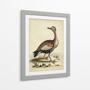 Menagerie De Pájaro Antiguo Vi - George Edwards | Cuadro decorativo de Canvas Lab
