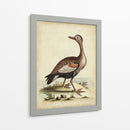 Menagerie De Pájaro Antiguo Vi - George Edwards | Cuadro decorativo de Canvas Lab