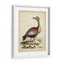 Menagerie De Pájaro Antiguo Vi - George Edwards | Cuadro decorativo de Canvas Lab