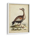Menagerie De Pájaro Antiguo Vi - George Edwards | Cuadro decorativo de Canvas Lab