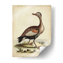 Menagerie De Pájaro Antiguo Vi - George Edwards | Cuadro decorativo de Canvas Lab