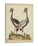 Antiguo Pájaro Menagerie Vii - George Edwards | Cuadro decorativo de Canvas Lab