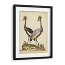 Antiguo Pájaro Menagerie Vii - George Edwards | Cuadro decorativo de Canvas Lab