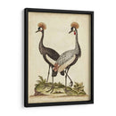Antiguo Pájaro Menagerie Vii - George Edwards | Cuadro decorativo de Canvas Lab