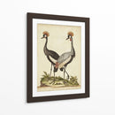 Antiguo Pájaro Menagerie Vii - George Edwards | Cuadro decorativo de Canvas Lab