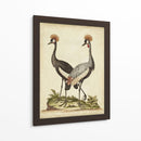 Antiguo Pájaro Menagerie Vii - George Edwards | Cuadro decorativo de Canvas Lab