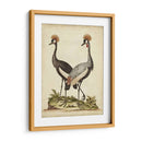 Antiguo Pájaro Menagerie Vii - George Edwards | Cuadro decorativo de Canvas Lab