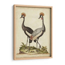 Antiguo Pájaro Menagerie Vii - George Edwards | Cuadro decorativo de Canvas Lab