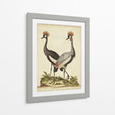 Antiguo Pájaro Menagerie Vii - George Edwards | Cuadro decorativo de Canvas Lab