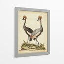 Antiguo Pájaro Menagerie Vii - George Edwards | Cuadro decorativo de Canvas Lab
