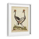 Antiguo Pájaro Menagerie Vii - George Edwards | Cuadro decorativo de Canvas Lab