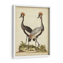 Antiguo Pájaro Menagerie Vii - George Edwards | Cuadro decorativo de Canvas Lab