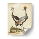 Antiguo Pájaro Menagerie Vii - George Edwards | Cuadro decorativo de Canvas Lab