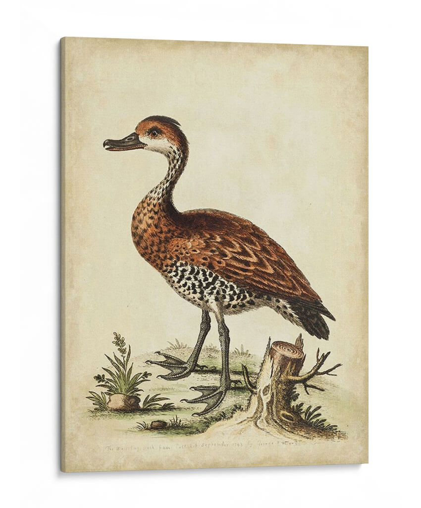 Menagerie De Pájaro Antiguo Viii - George Edwards | Cuadro decorativo de Canvas Lab
