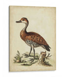 Menagerie De Pájaro Antiguo Viii - George Edwards | Cuadro decorativo de Canvas Lab