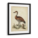 Menagerie De Pájaro Antiguo Viii - George Edwards | Cuadro decorativo de Canvas Lab