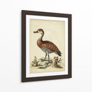 Menagerie De Pájaro Antiguo Viii - George Edwards | Cuadro decorativo de Canvas Lab