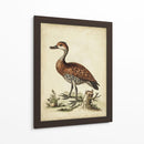 Menagerie De Pájaro Antiguo Viii - George Edwards | Cuadro decorativo de Canvas Lab