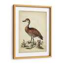 Menagerie De Pájaro Antiguo Viii - George Edwards | Cuadro decorativo de Canvas Lab