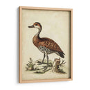 Menagerie De Pájaro Antiguo Viii - George Edwards | Cuadro decorativo de Canvas Lab