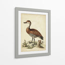 Menagerie De Pájaro Antiguo Viii - George Edwards | Cuadro decorativo de Canvas Lab
