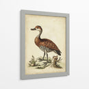 Menagerie De Pájaro Antiguo Viii - George Edwards | Cuadro decorativo de Canvas Lab