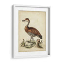 Menagerie De Pájaro Antiguo Viii - George Edwards | Cuadro decorativo de Canvas Lab