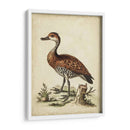 Menagerie De Pájaro Antiguo Viii - George Edwards | Cuadro decorativo de Canvas Lab