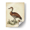 Menagerie De Pájaro Antiguo Viii - George Edwards | Cuadro decorativo de Canvas Lab