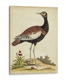 Bird Menagerie Ix Antiguo - George Edwards | Cuadro decorativo de Canvas Lab