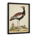 Bird Menagerie Ix Antiguo - George Edwards | Cuadro decorativo de Canvas Lab
