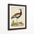 Bird Menagerie Ix Antiguo - George Edwards | Cuadro decorativo de Canvas Lab