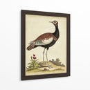 Bird Menagerie Ix Antiguo - George Edwards | Cuadro decorativo de Canvas Lab