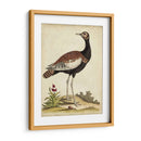 Bird Menagerie Ix Antiguo - George Edwards | Cuadro decorativo de Canvas Lab