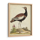 Bird Menagerie Ix Antiguo - George Edwards | Cuadro decorativo de Canvas Lab
