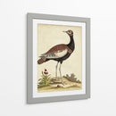 Bird Menagerie Ix Antiguo - George Edwards | Cuadro decorativo de Canvas Lab
